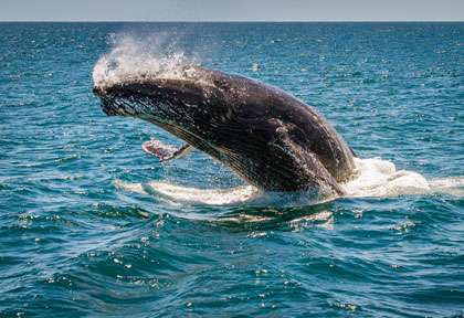 Baleines en Australie