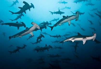 Les requins-marteaux de l’île coco