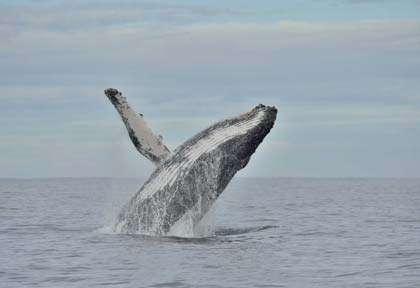 Baleine à Bosse en Afrique du Sud