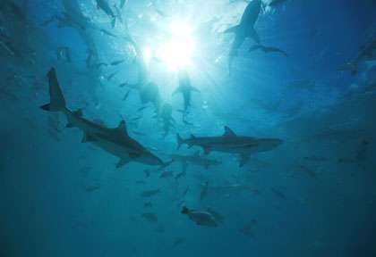 Les requins de Rangiroa