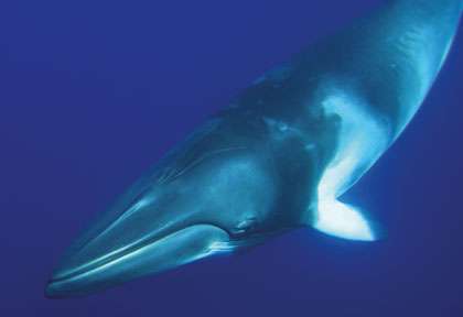 Baleine de Minke sur la Grande Barriere