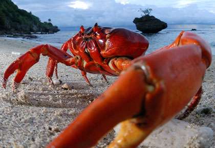 Crabe rouge de Christmas Island