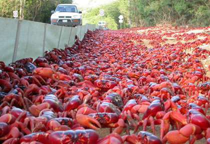 Les crabes de christmas Island