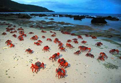 Crabes Rouges