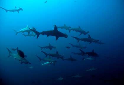requins marteaux au Soudan
