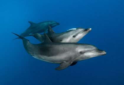 Plongée avec les dauphins de Polynésie
