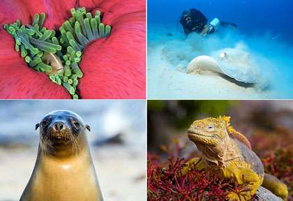 Safaris Aquatiques