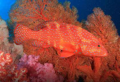 plongee Thailande © Shutterstock Rich Carey