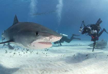 Les requins tigre de Tiger Beach