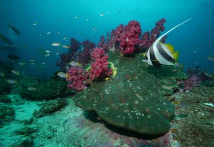 Oman Explorer - Extra Divers