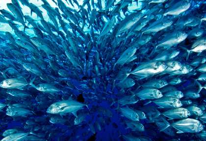 Blue corner à Palau