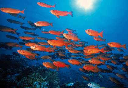 Plongée dans le Nord de la Nouvelle-Calédonie