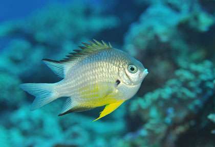 Plongée en Nouvelle-Calédonie