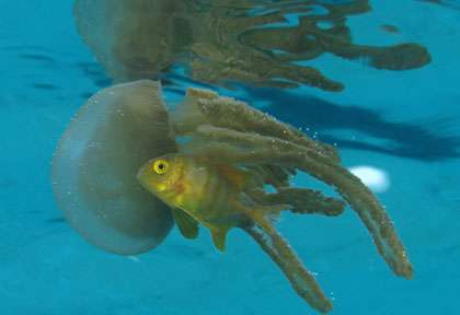 Plongée en Nouvelle-Calédonie