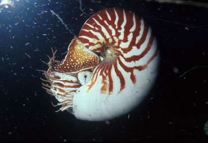 Nautile en plongée en Nouvelle-Calédonie