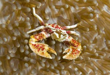 Voyage plongée aux Philippines