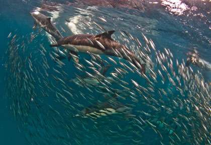 Sardine Run en Afrique du Sud