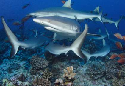 Requins à Raiatea