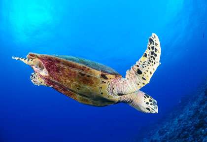 Tortue en Polynésie