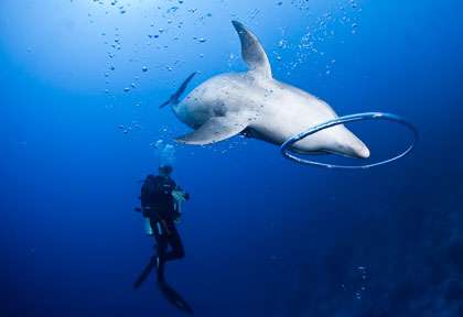 Plongée avec les dauphins