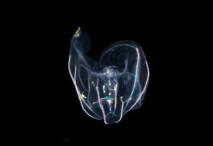 Plongée à Palau en Micronésie