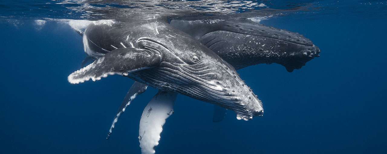 Baleine à Bosse
La Réunion
