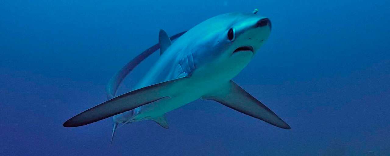 Le requin-renard – rencontrer, voir, observer, plonger, nager - Voyages  plongée Ultramarina