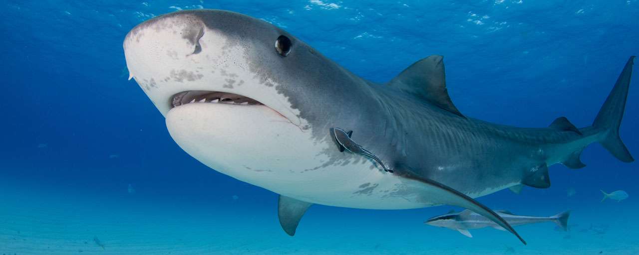Requin - Mémoires d'Océans