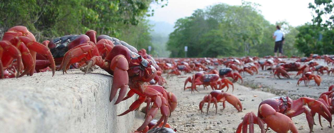 https://ultramarina.com/thumb/ar__x/f__jpg/h__512/q__60/w__1280/zc__1/src/fichier/p_entete/42472/entete_img_christmas_island_crab_road_crabs_cita_di_masters.jpg