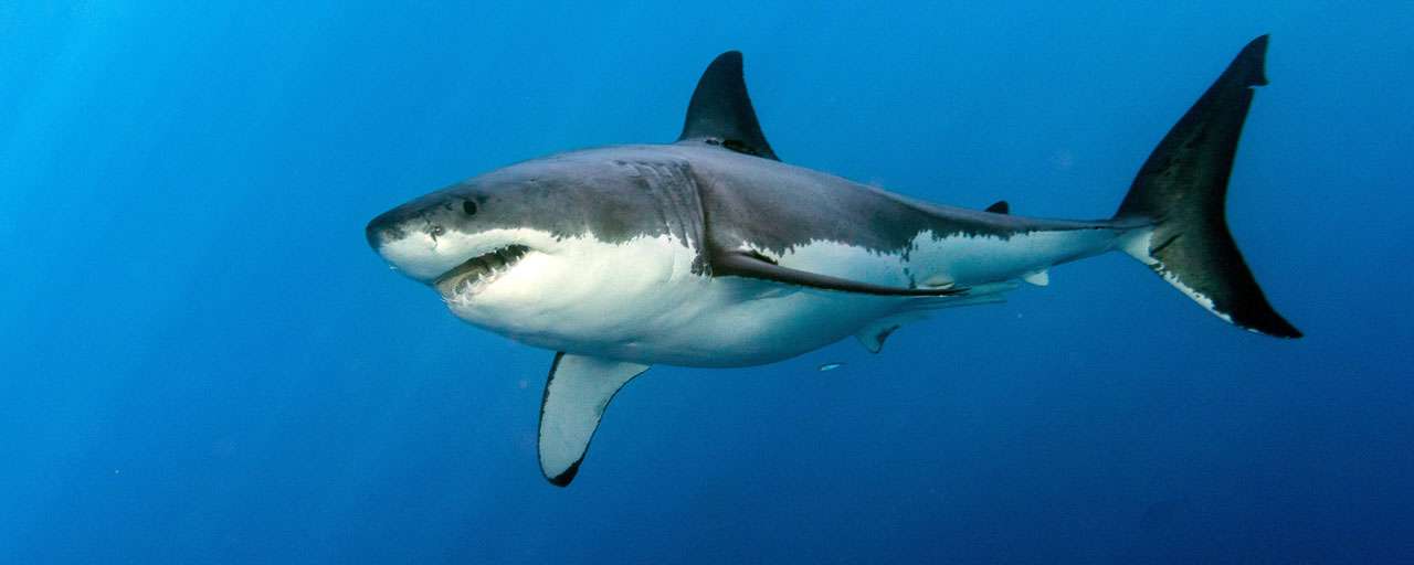 En video : à la rencontre du requin-tigre avec Shark Education