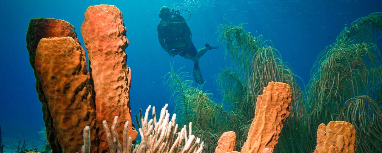 Plongée dans la Réserve Cousteau © Les Heures Saines