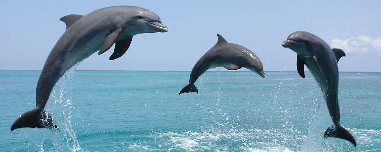 Voyage plongée au Honduras © Anthony’s Key Resort