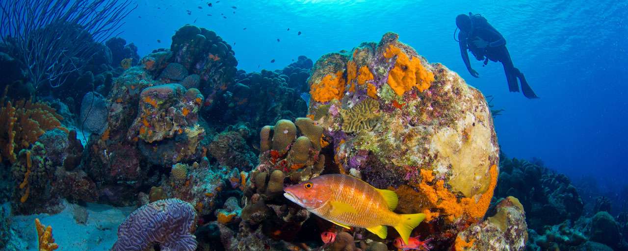 Bonaire © Tourism Corporation Bonaire