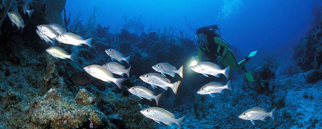 Belize © Turnefee Island Resort Dive Center - JM Mille