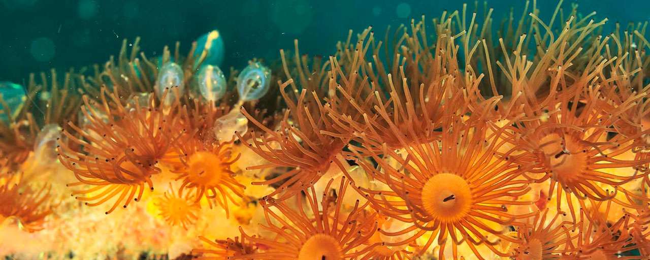 Malapascua - Philippines © Dive Society Malapascua - Pascal Kobeh