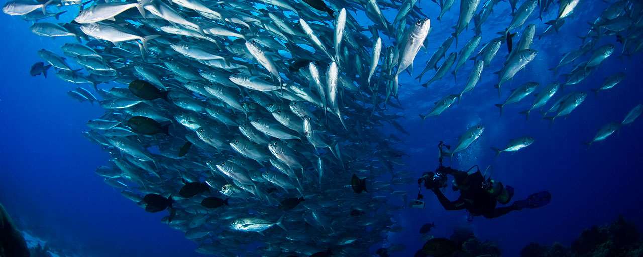 Anilao - Philippines © Buceo Anilao Beach Dive Resort - Jesus Ballesteros