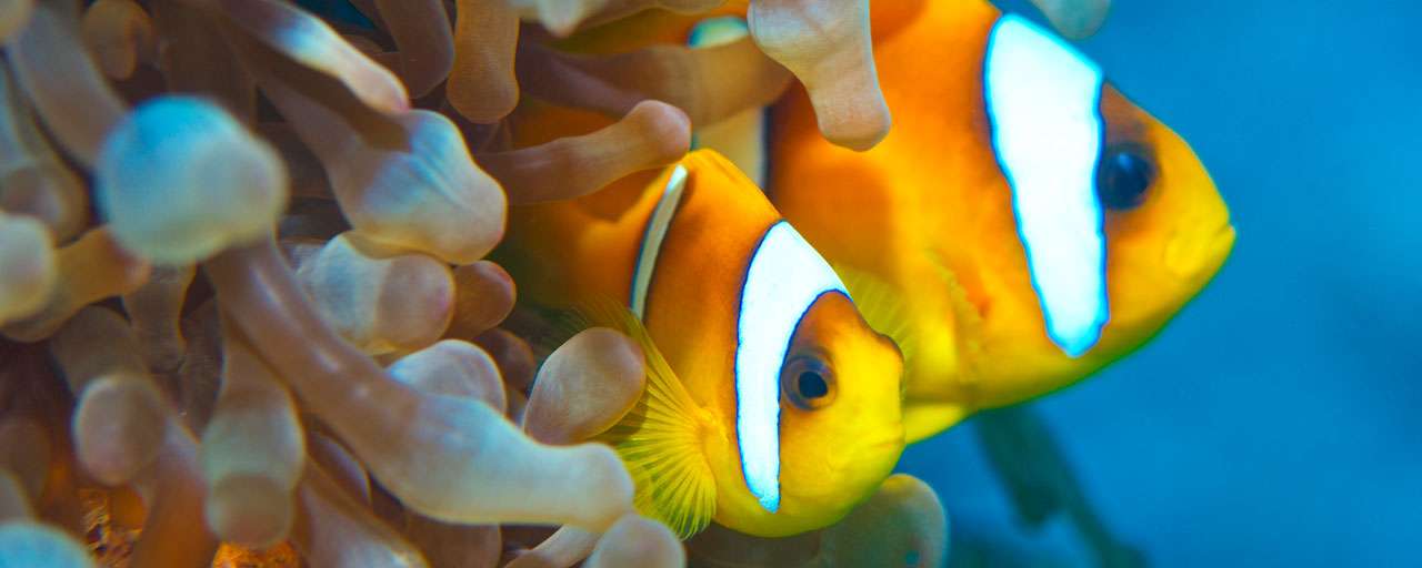 Hamata - Egypte © Orca Dive Clubs