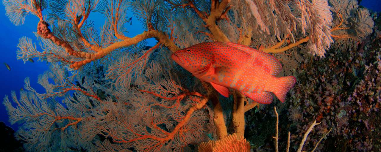 Similan
Thailande