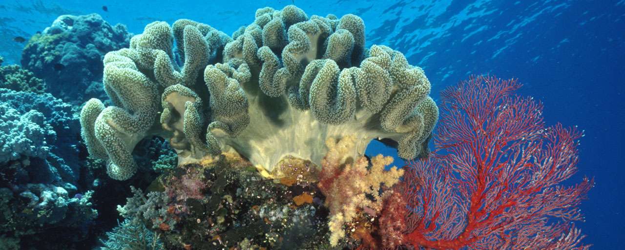 © Palau Visitor Authority