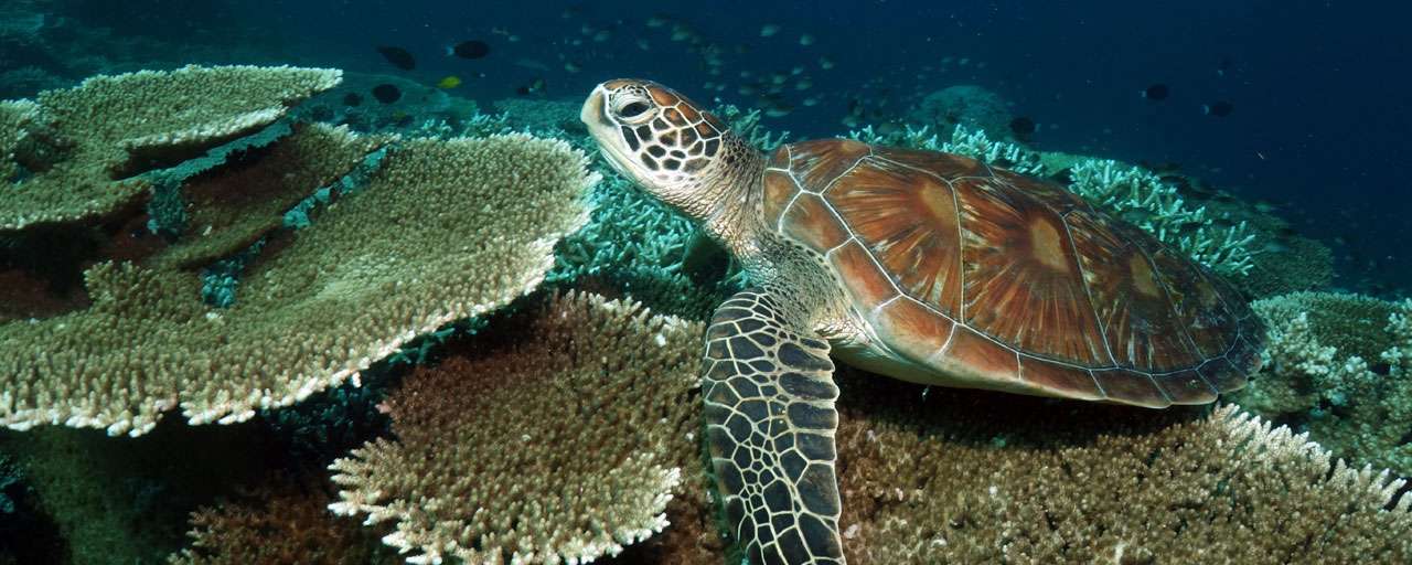 Sipadan
Malaisie