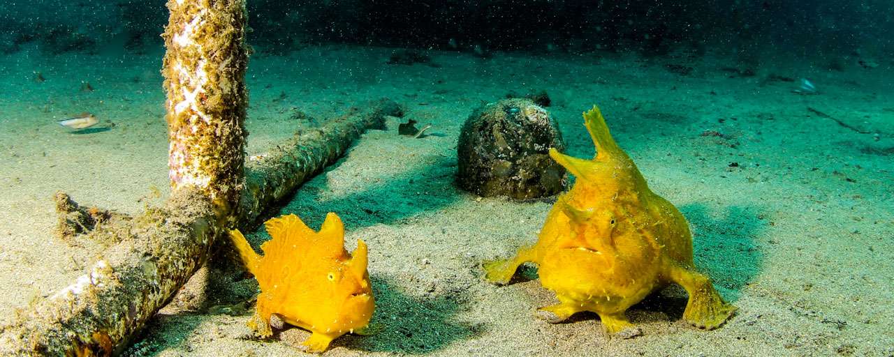 Sao Vicente © Dive Trib - Sergio Portela