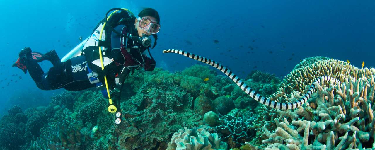 Plongée à Apo Island © Atlantis Dive Shop