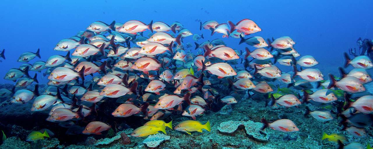 Plongée à Vilanculos © Shutterstock - JS Lamy