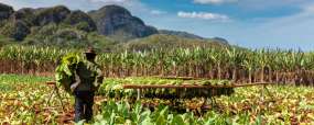 Plantation de tabac à Vinales @ Sutterstock - Sabino Parente