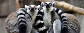 Lémurien de Madagascar © Shutterstock - Wang Liqiang