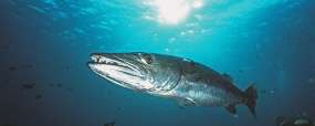 Grand barracuda aux Maldives