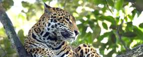 Jaguar au Belize © Belize Tourist Board - Demian Solano