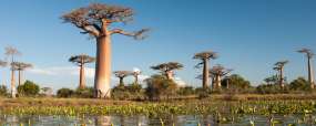 Allée des Baobabs - Morondava © Shutterstock - Shinelu