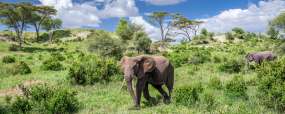 Tarangire - Tanzanie © Shutterstock - Kanokratnok