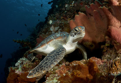 Tortue en plongée à Manado